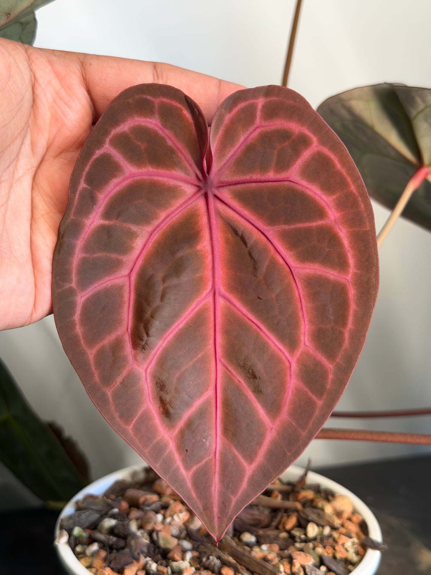 Anthurium Rosè Ember x Ralph Lynam s1