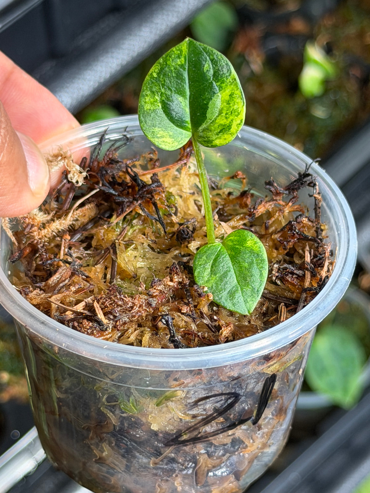 Anthurium (Dressleri x Pap Var) x Carlablackiae RA10 S1 - Select Variegated Seedlings