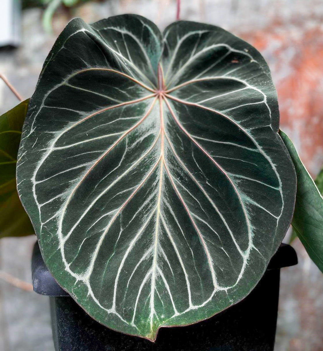 anthurium black king Anthurium King of Spades Regal Beauty
