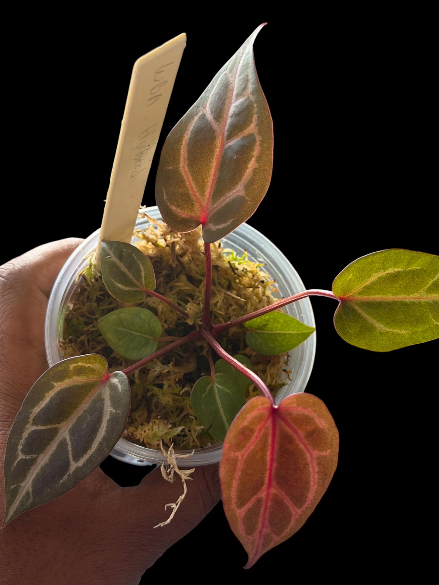 Anthurium Wonderboy A x Mystery Wonderboy