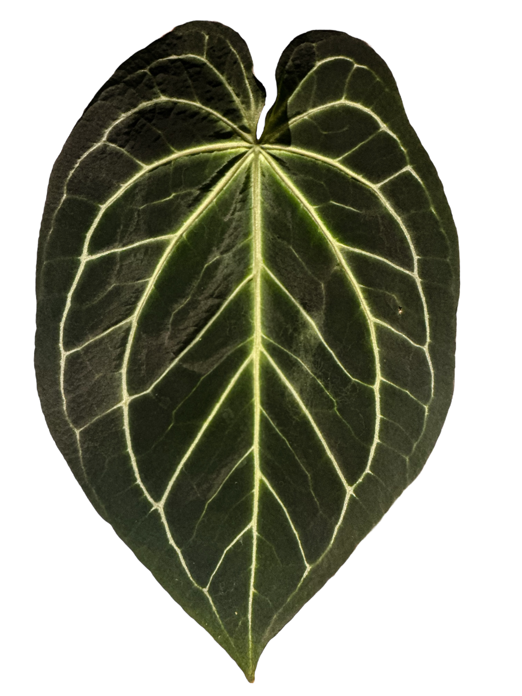 anthurium nidus Anthurium NOID