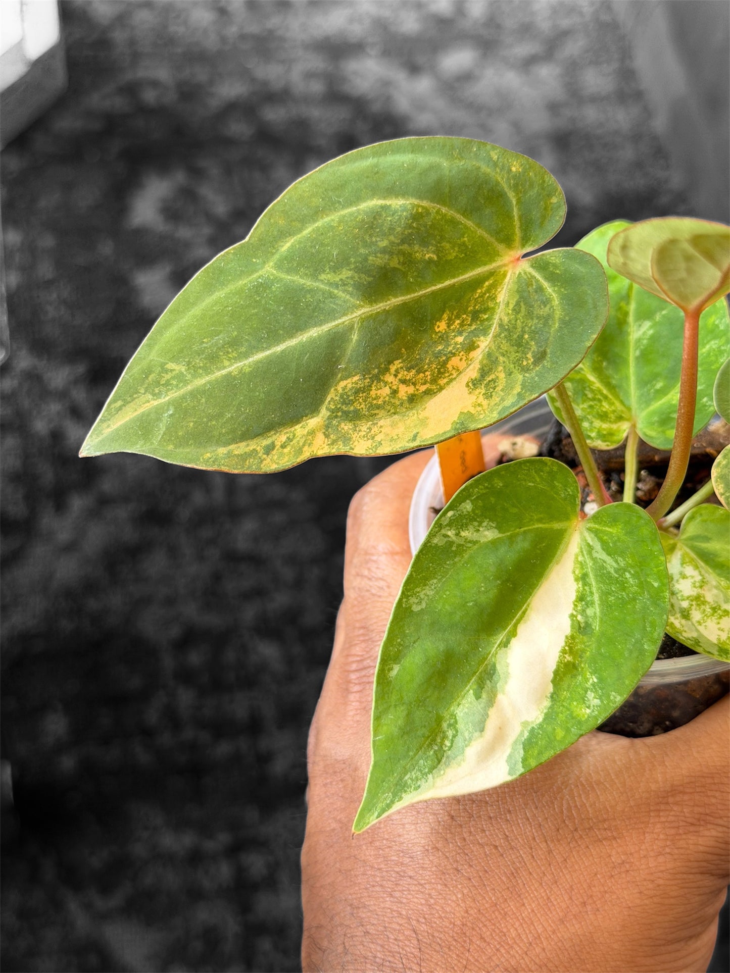 Anthurium Pap Var x Michelle Var - Selected Seedlings