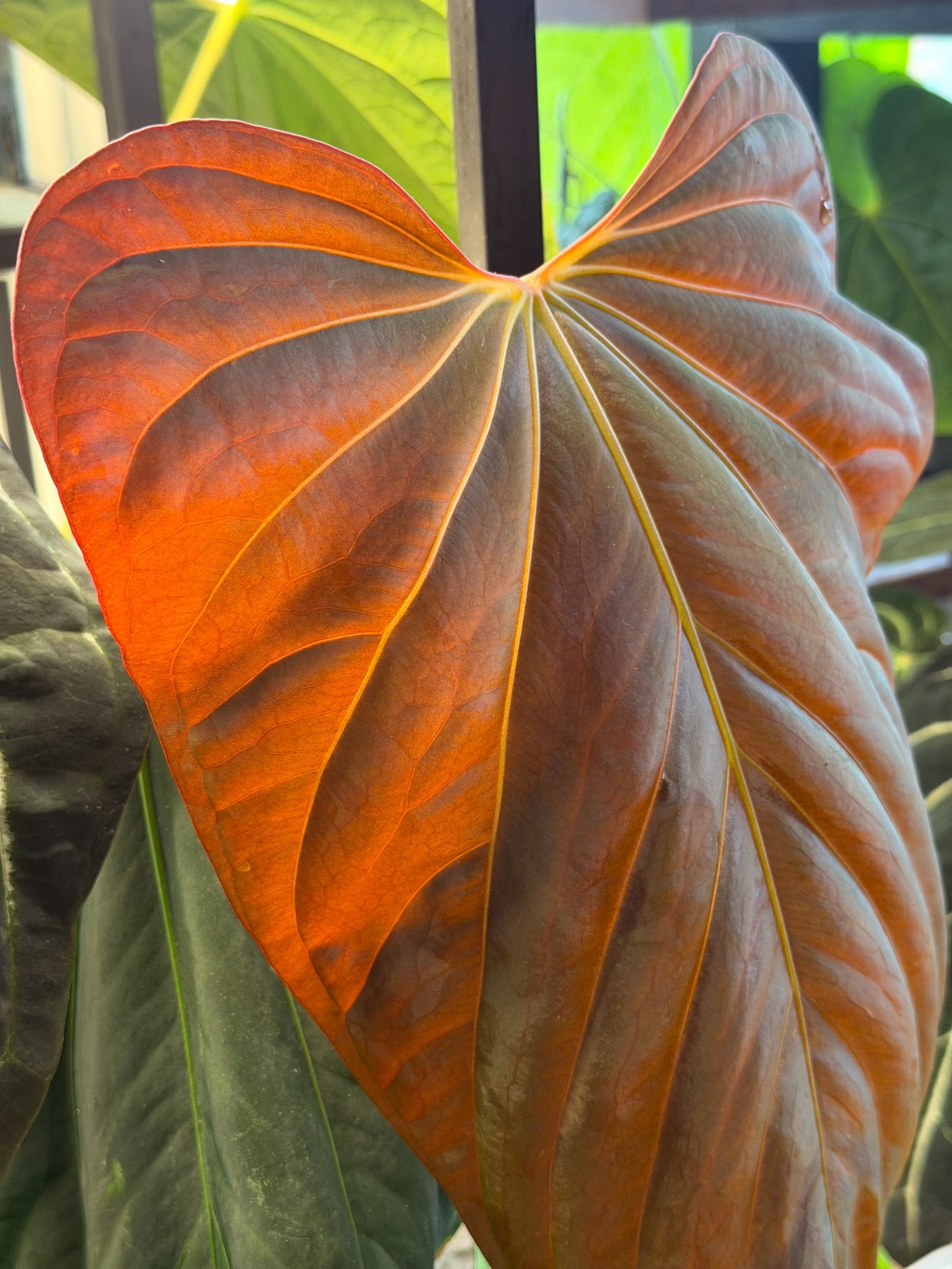 Anthurium (AOS x Dressleri) x (Carla x BVEP)