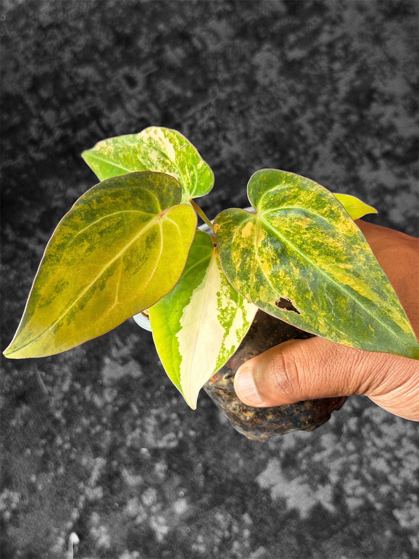 Anthurium Forgetii Var x Carlablackiae AU1