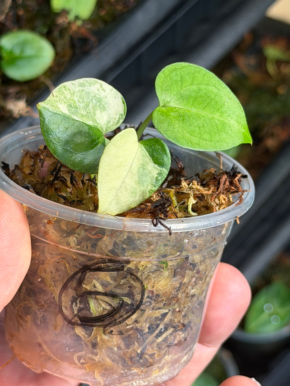 Anthurium (Dressleri x Pap Var) x Carlablackiae RA10 S1 - Select Variegated Seedlings