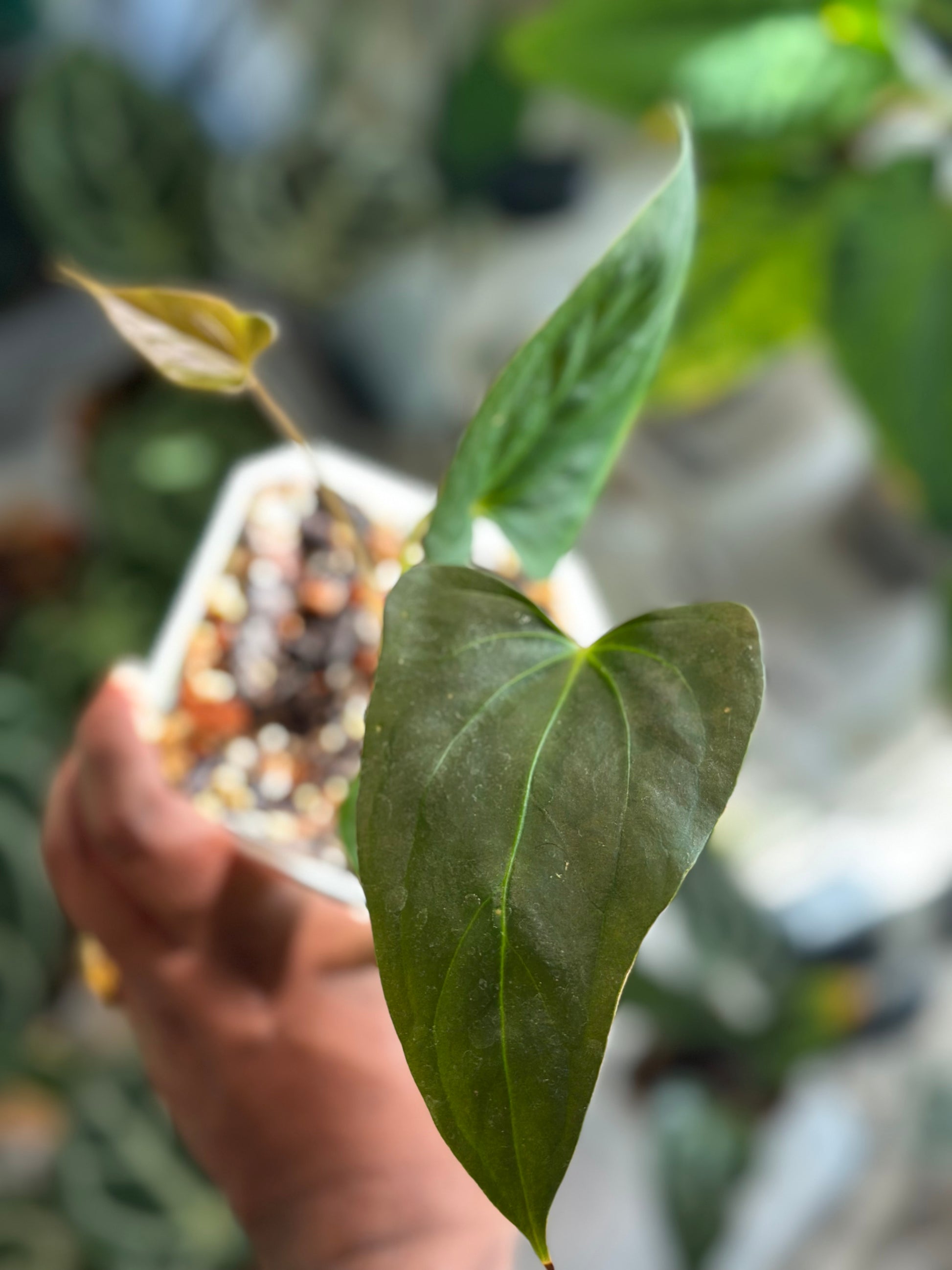 anthurium portillae nse Anthurium Portillae S1 (NSE) – HappiestPlants