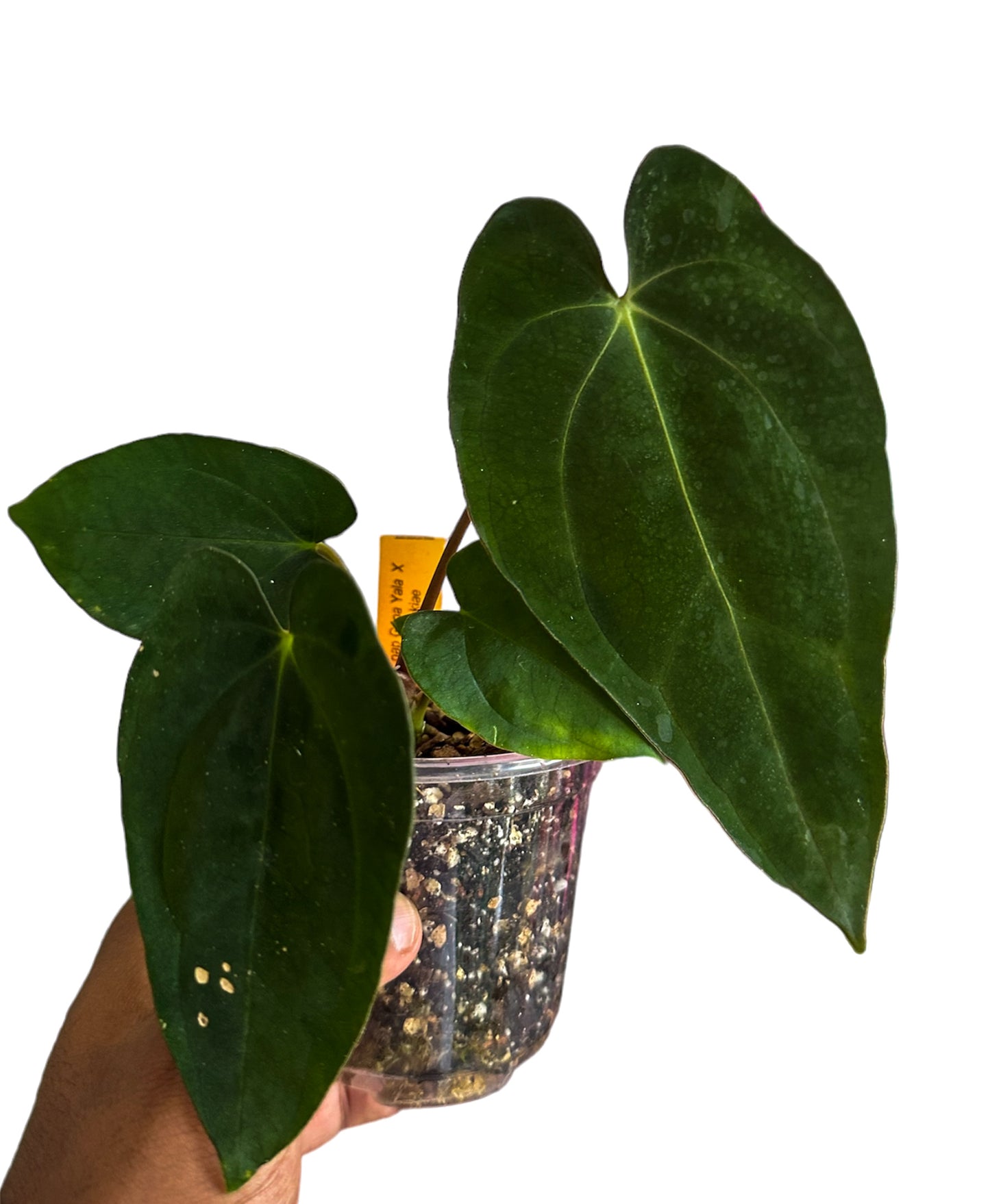 Anthurium Papillilaminum Guna Yala x Carlablackiae