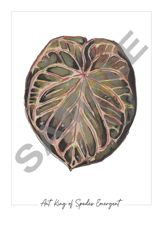 Anthurium ‘King of Spades’ – Fine Art Watercolour Print