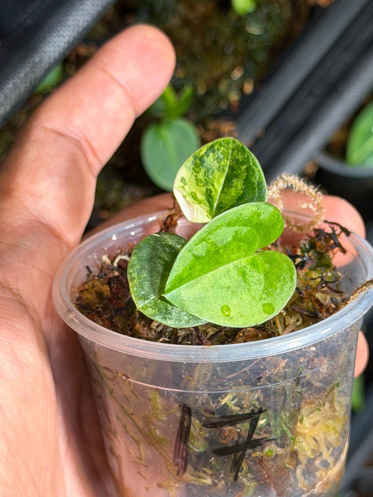 Anthurium (Dressleri x Pap Var) x Carlablackiae RA10 S1 - Select Variegated Seedlings
