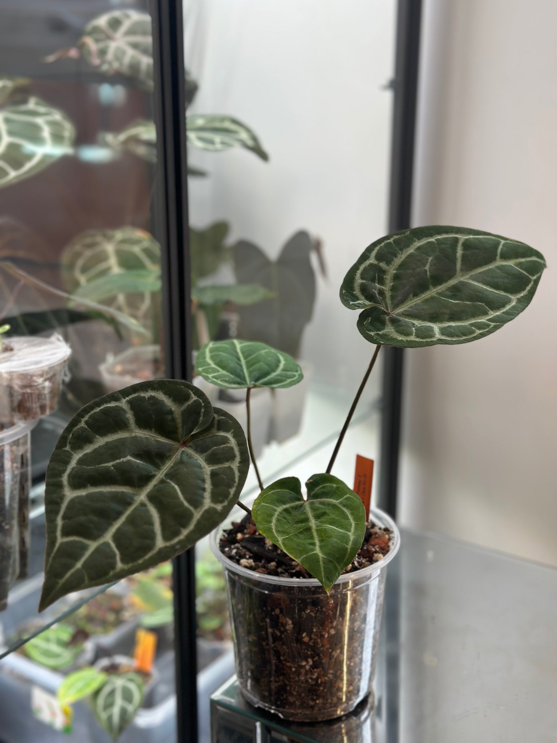 ace of hearts plant anthurium Anthurium Ace of Spades X ZxZ #29 – HappiestPlants