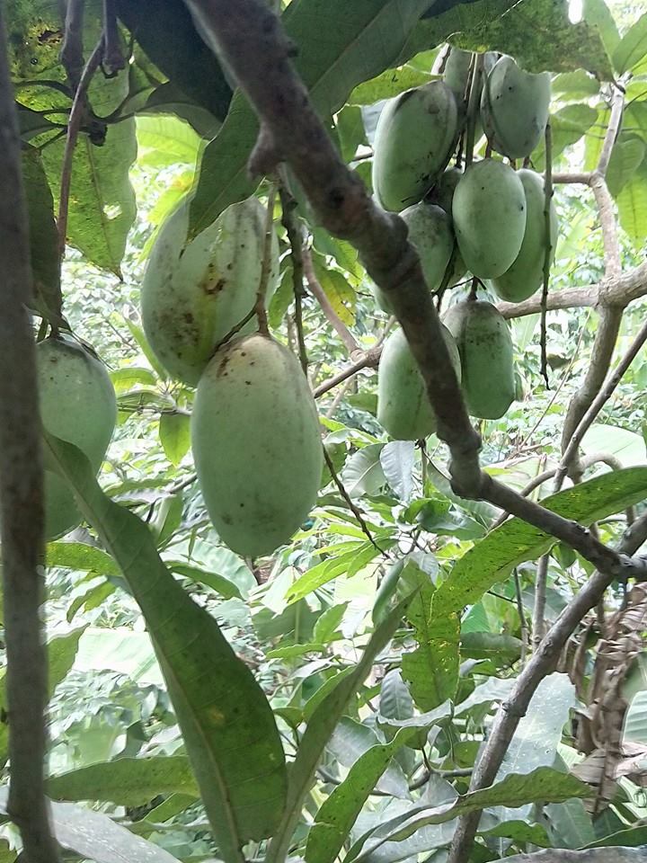 All Other Mango Live Plants (Mangifera indica)