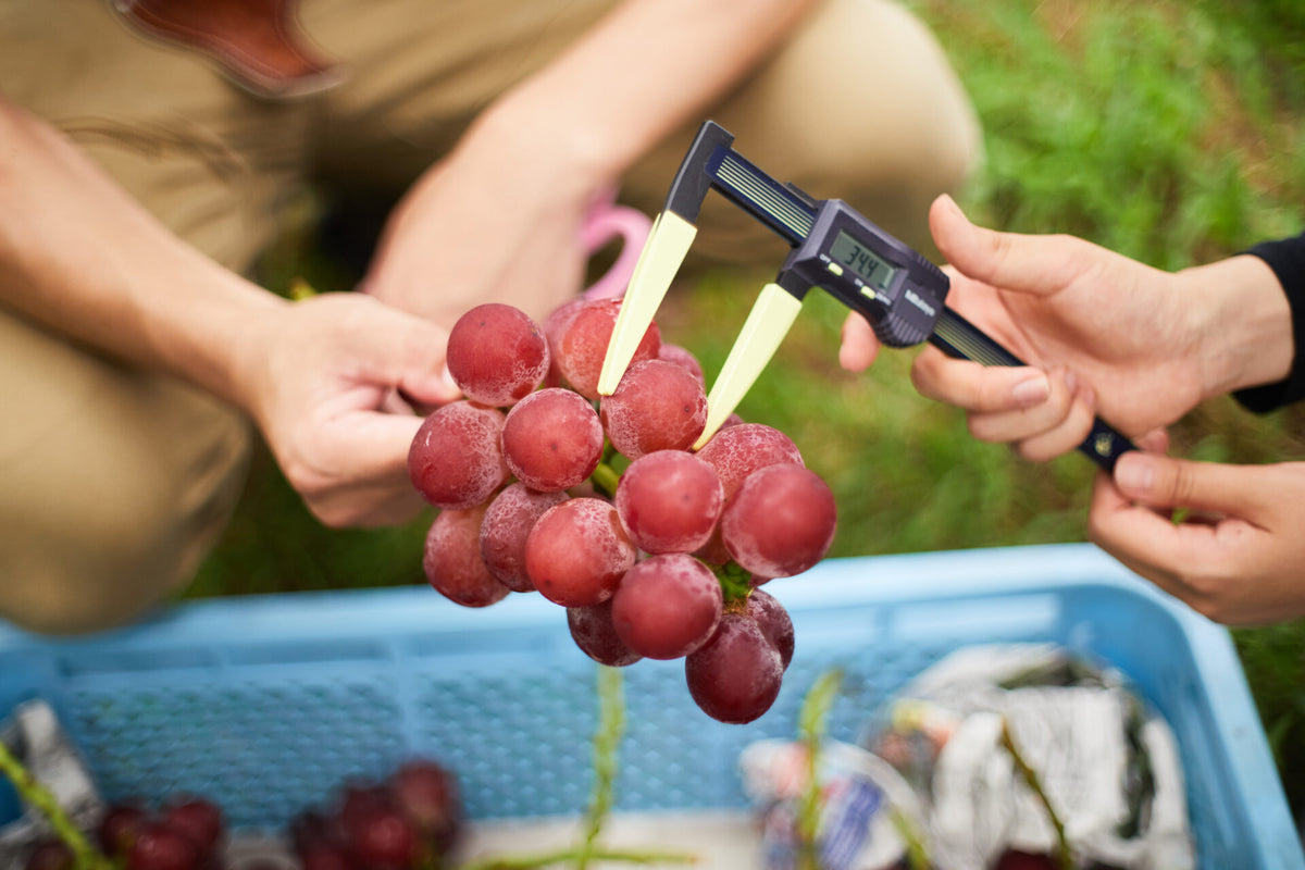 Ruby Grape Ruby Roman Grape Plant UK | HappiestPlantsbyAMJ