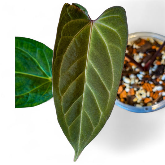 Anthurium Besseae aff x Portillae Dorito (by Rory Antolok)