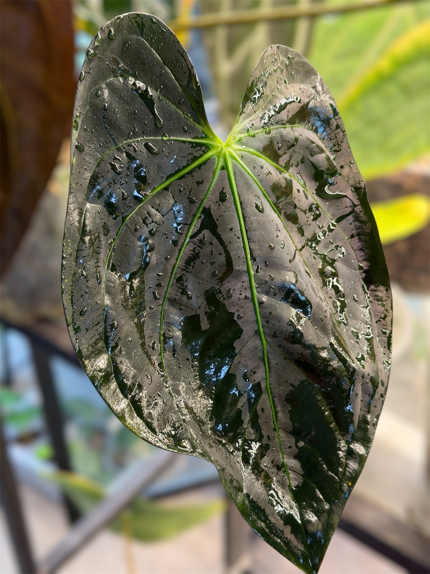 Anthurium (Guna Yala x Carlablackiae) x Carlablackiae RA10 S1