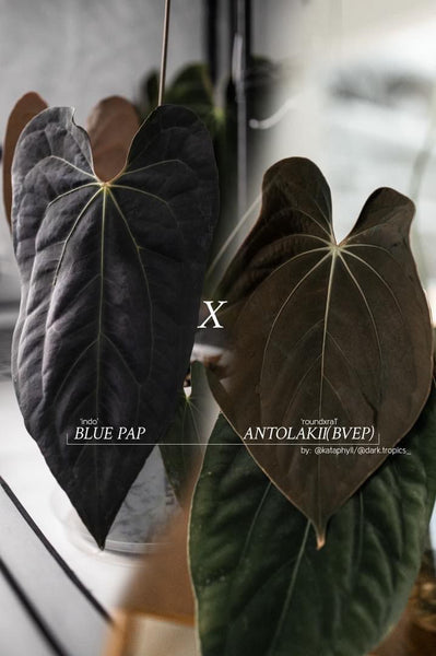 blue velvet anthurium Anthurium Blue Papillilaminum x BVEP – HappiestPlants