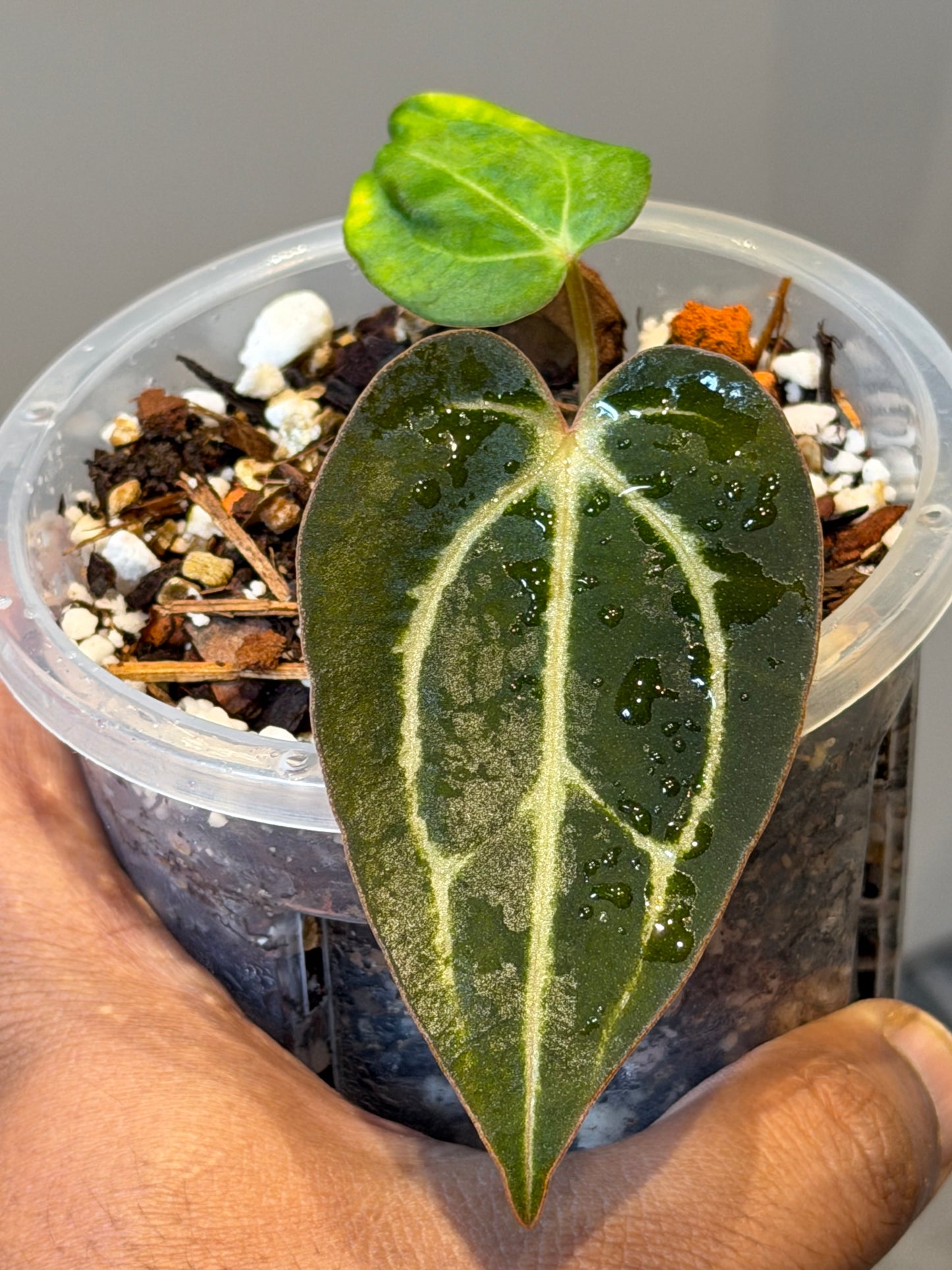 Anthurium Carlablackiae OG5 x RA4 - Offsets