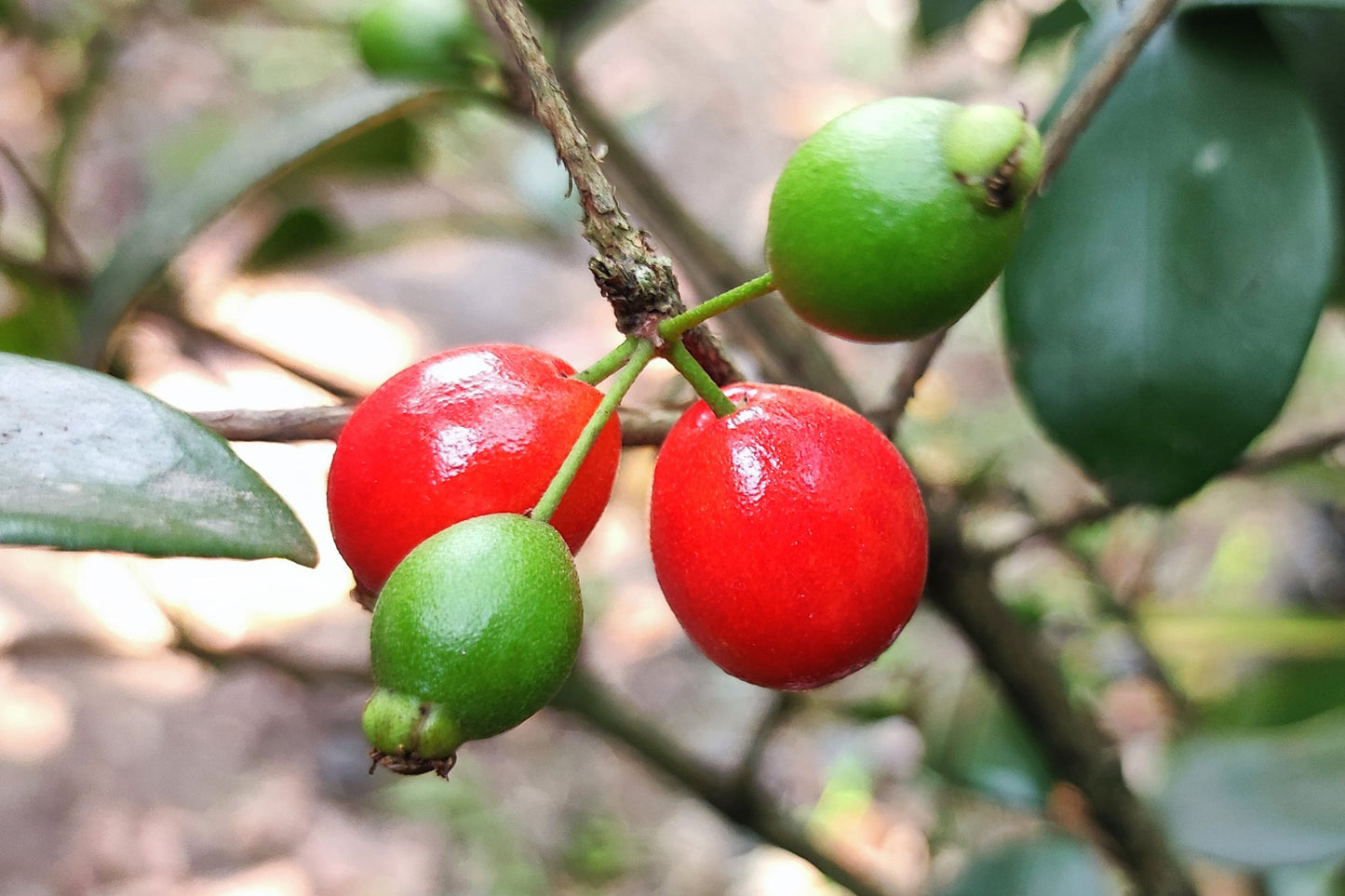 Best Cedar Bay Cherry Fruit