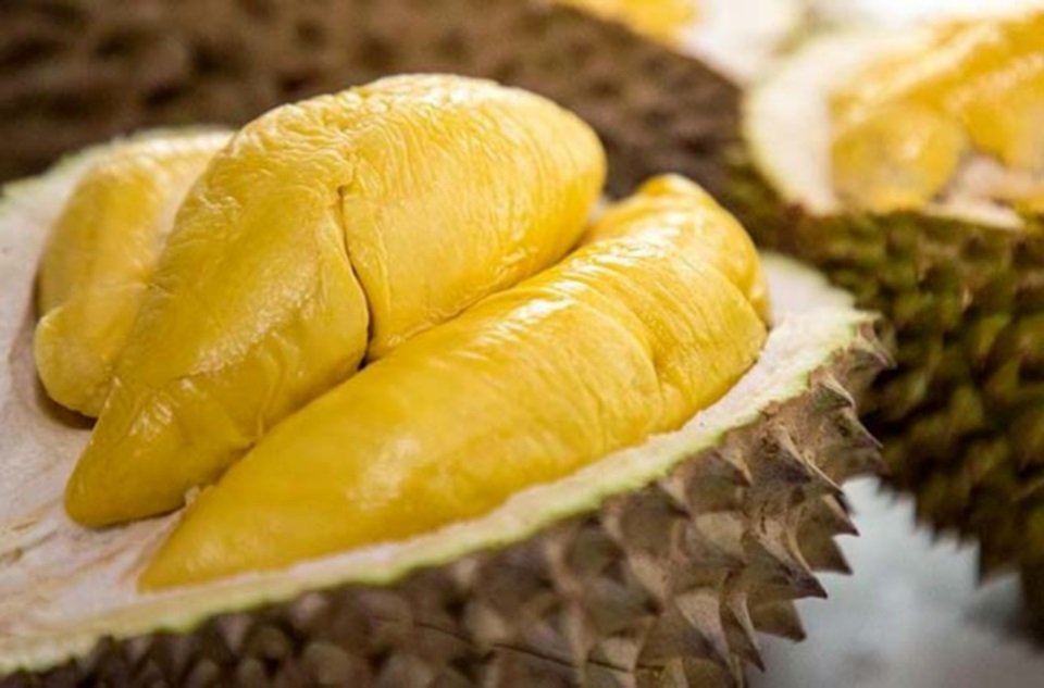 Durian - The Musang King (D197)