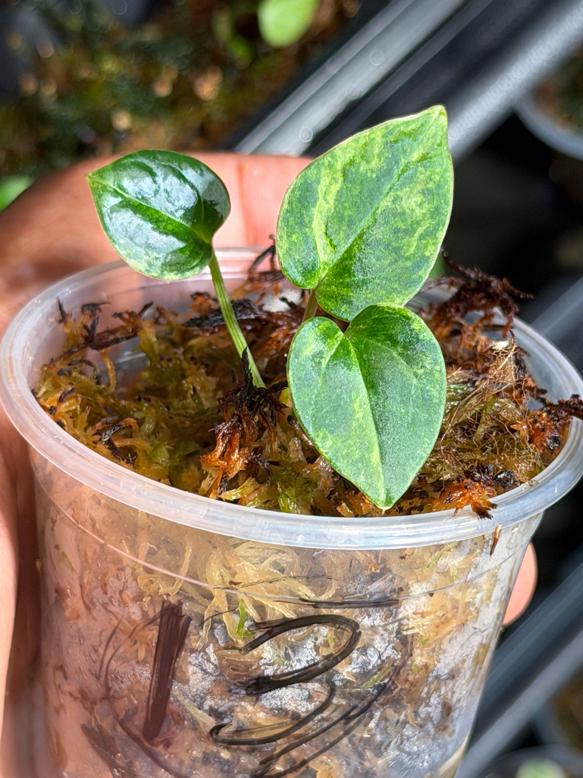 Anthurium (Dressleri x Pap Var) x Carlablackiae RA10 S1 - Select Variegated Seedlings