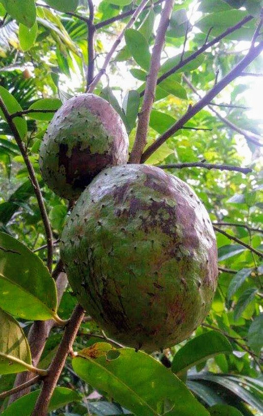 Best Mountain Soursop