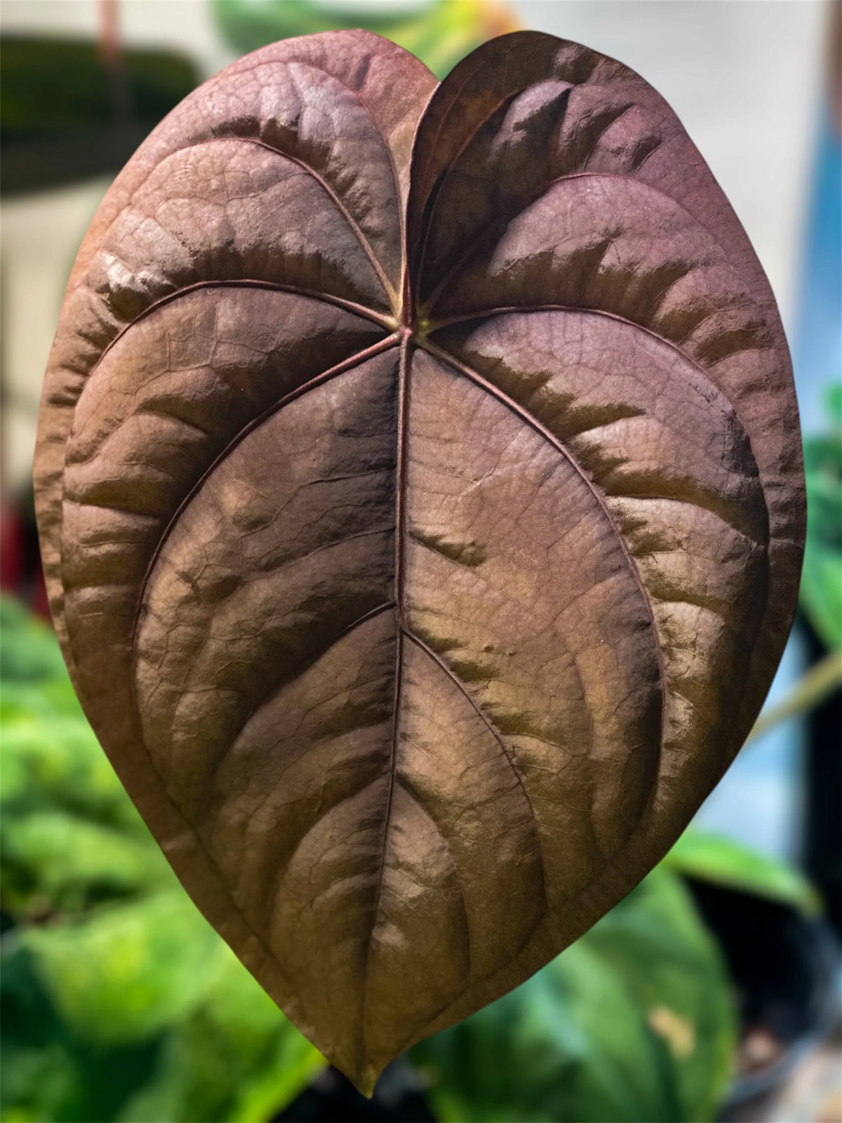 Anthurium Rosè Ember x Dressleri