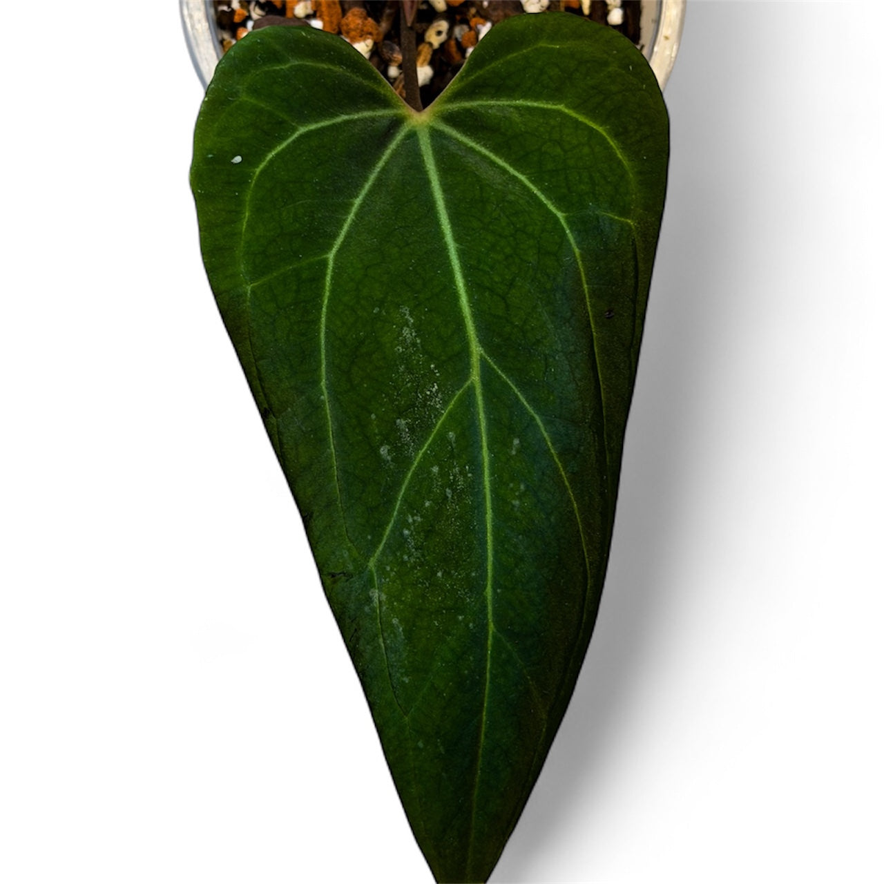 Anthurium Portillae Dorito x Besseae aff (by Rory Antolak)