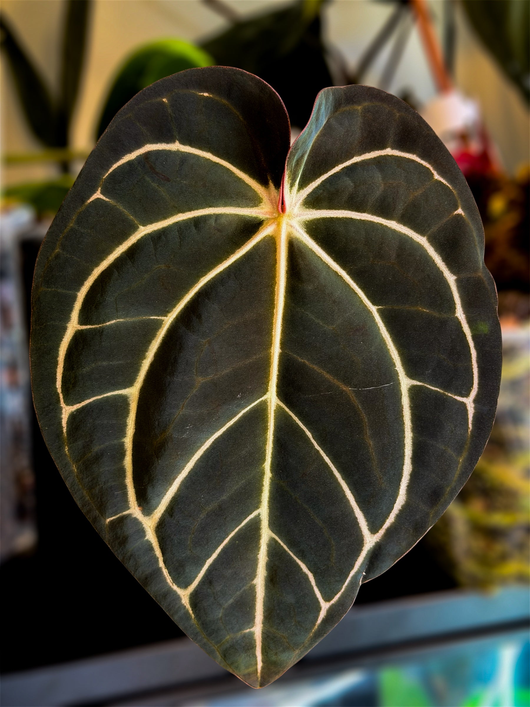 Anthurium Carlablackiae RA10 x (Dressleri x Carlablackiae x BVEP