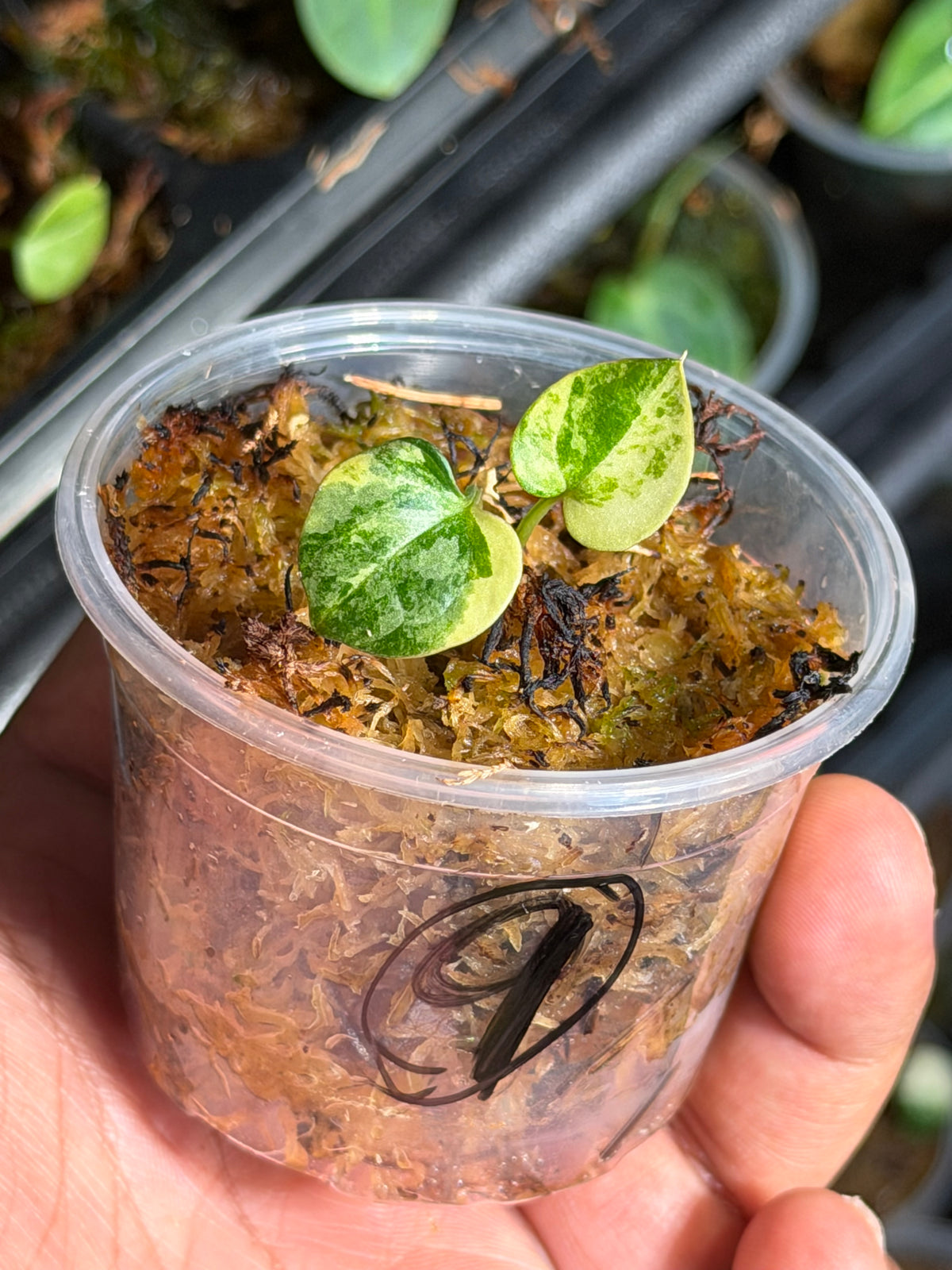 Anthurium (Dressleri x Pap Var) x Carlablackiae RA10 S1 - Select Variegated Seedlings