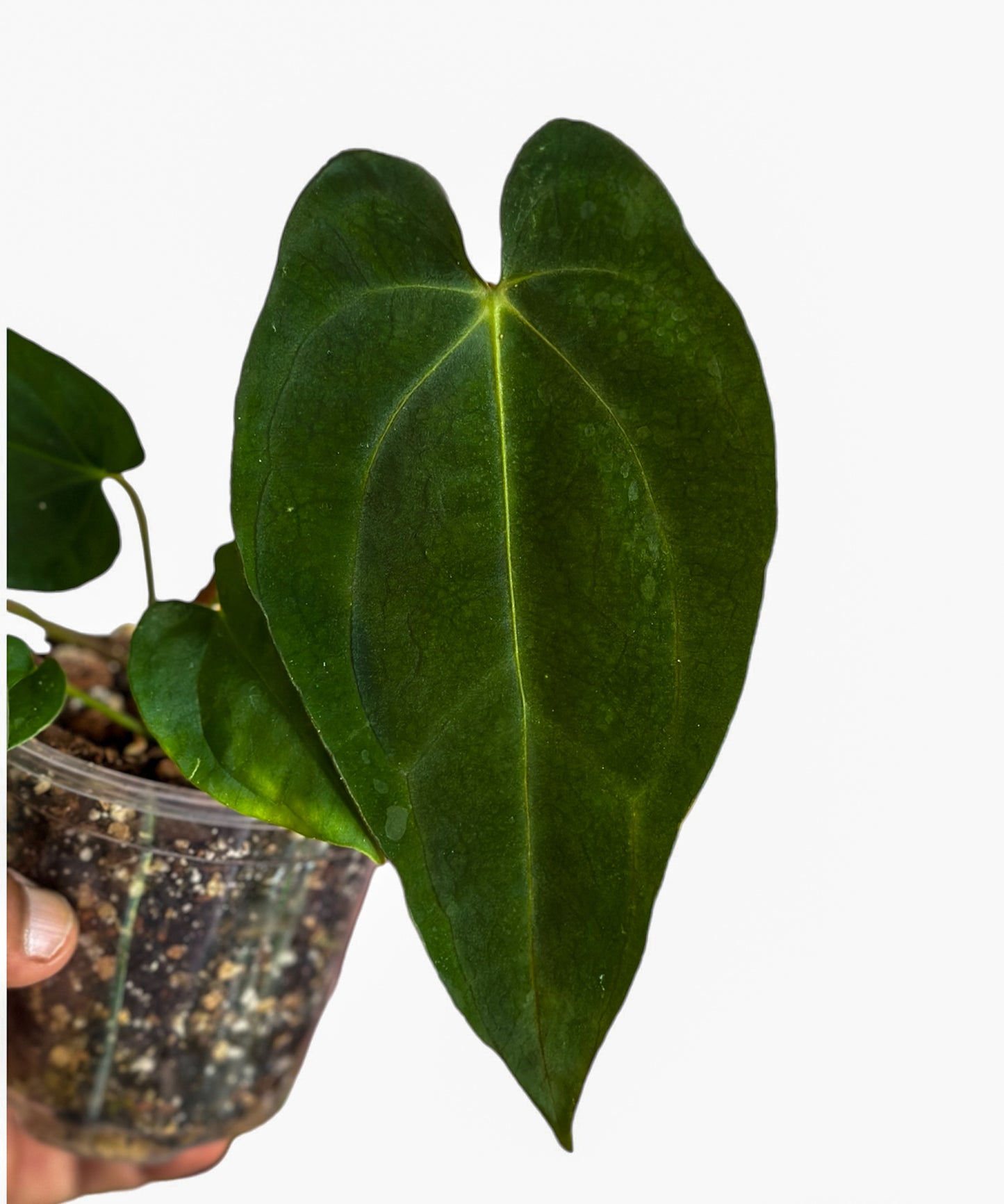 Anthurium Papillilaminum Guna Yala x Carlablackiae