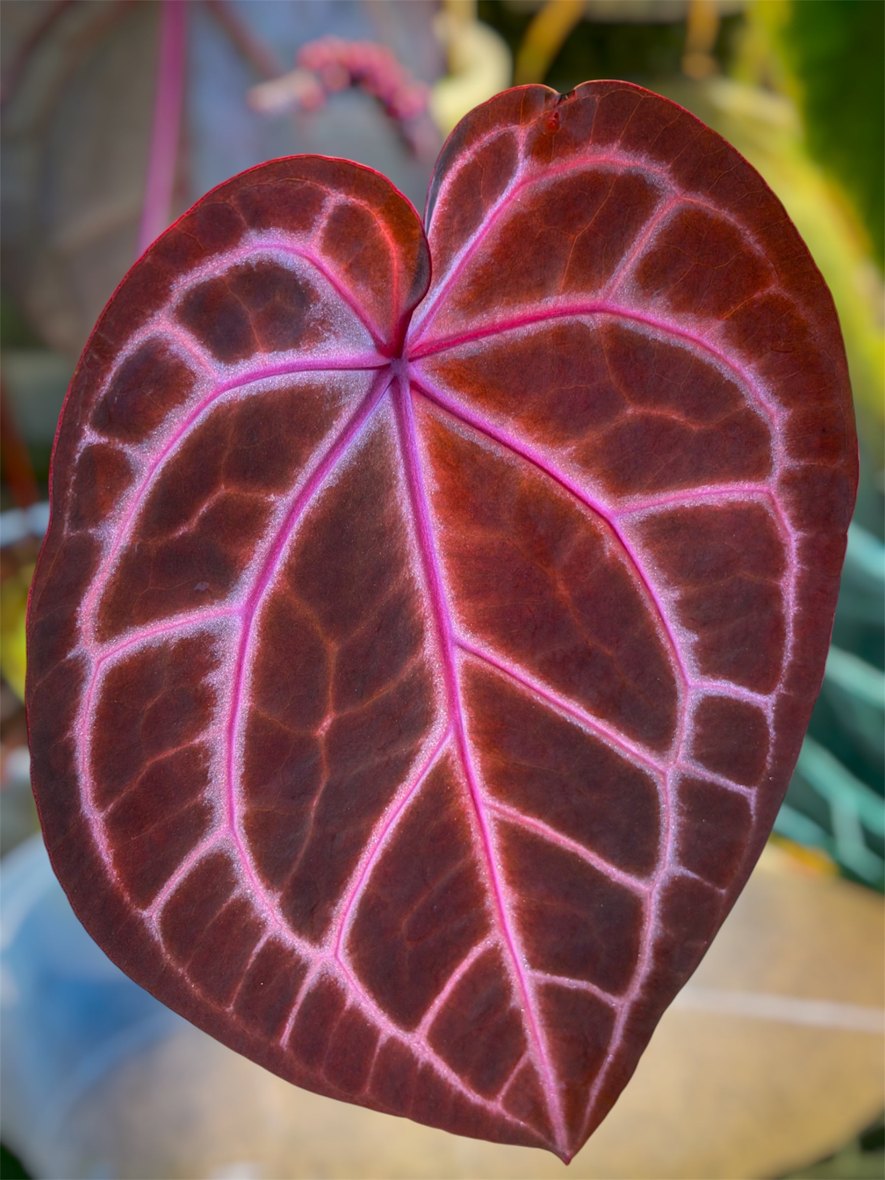 anthurium rouge Anthurium Rosè Ember x Èclat Rouge – HappiestPlants