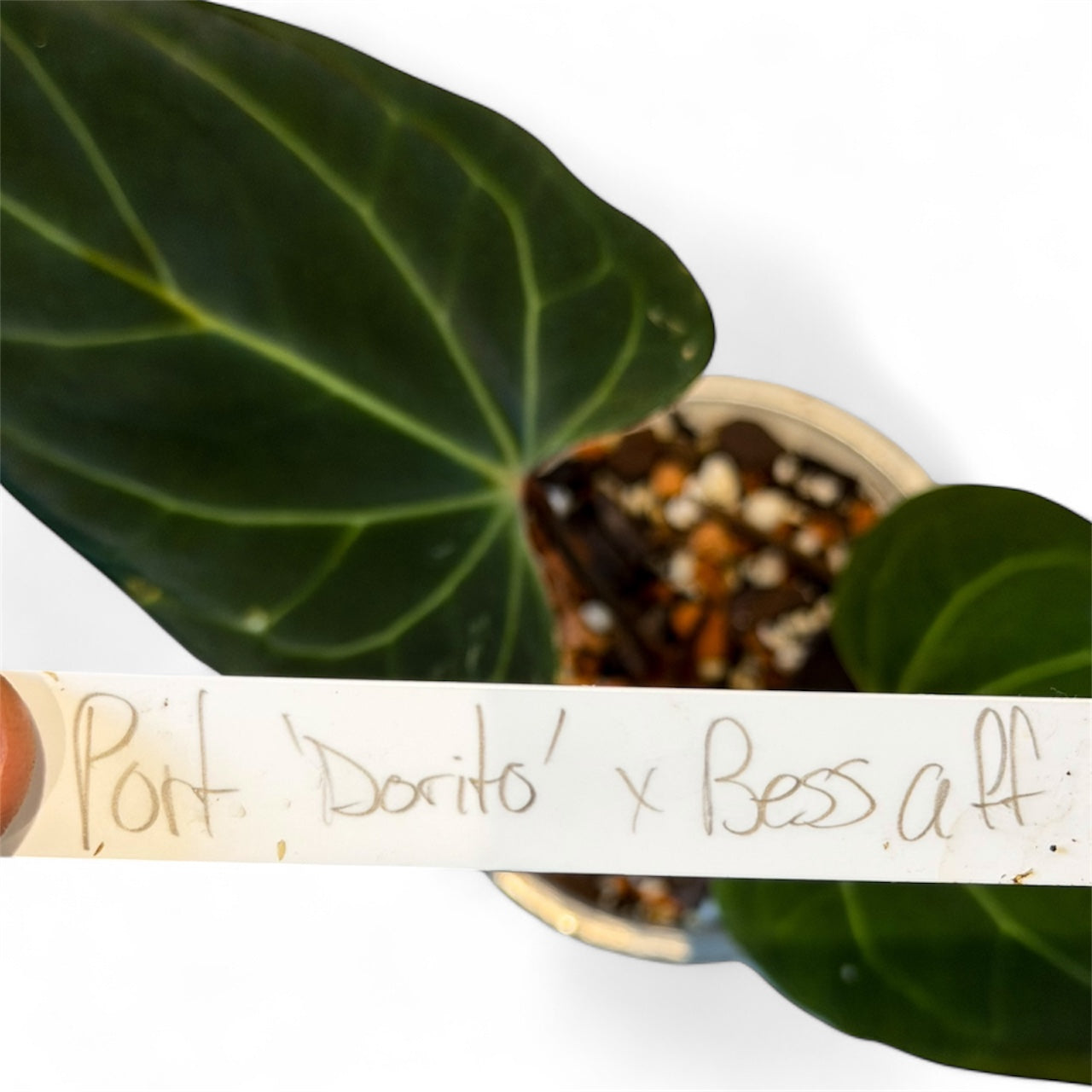 Anthurium Portillae Dorito x Besseae aff (by Rory Antolak)