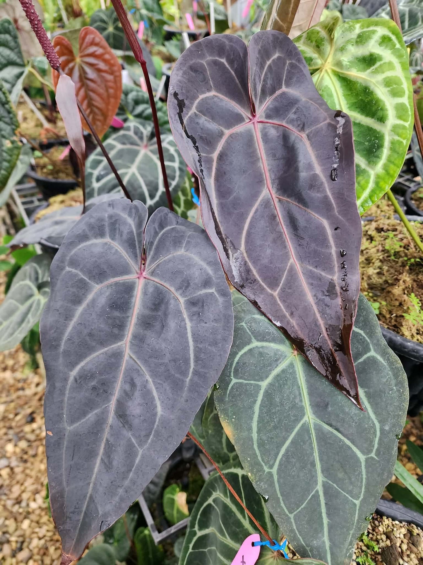 Anthurium Pap Var x Red Velvet Cake 24