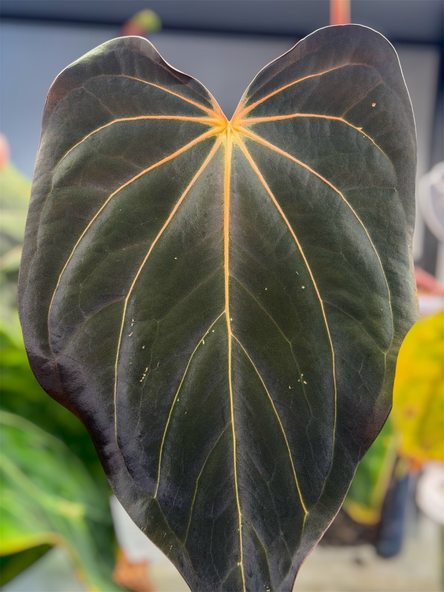 Anthurium (Carlablackiae × Luxurian) × (Carlablackiae × BVEP)