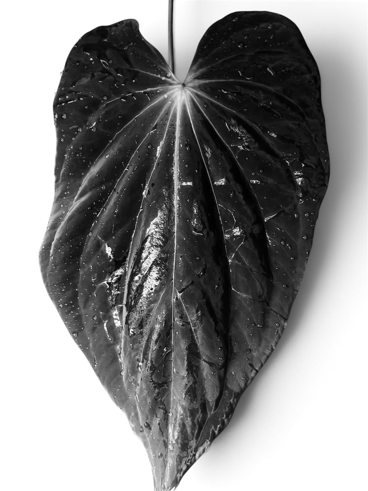 Anthurium Antolakii / BVEP (RF1 x DS) x (RF x Felix)