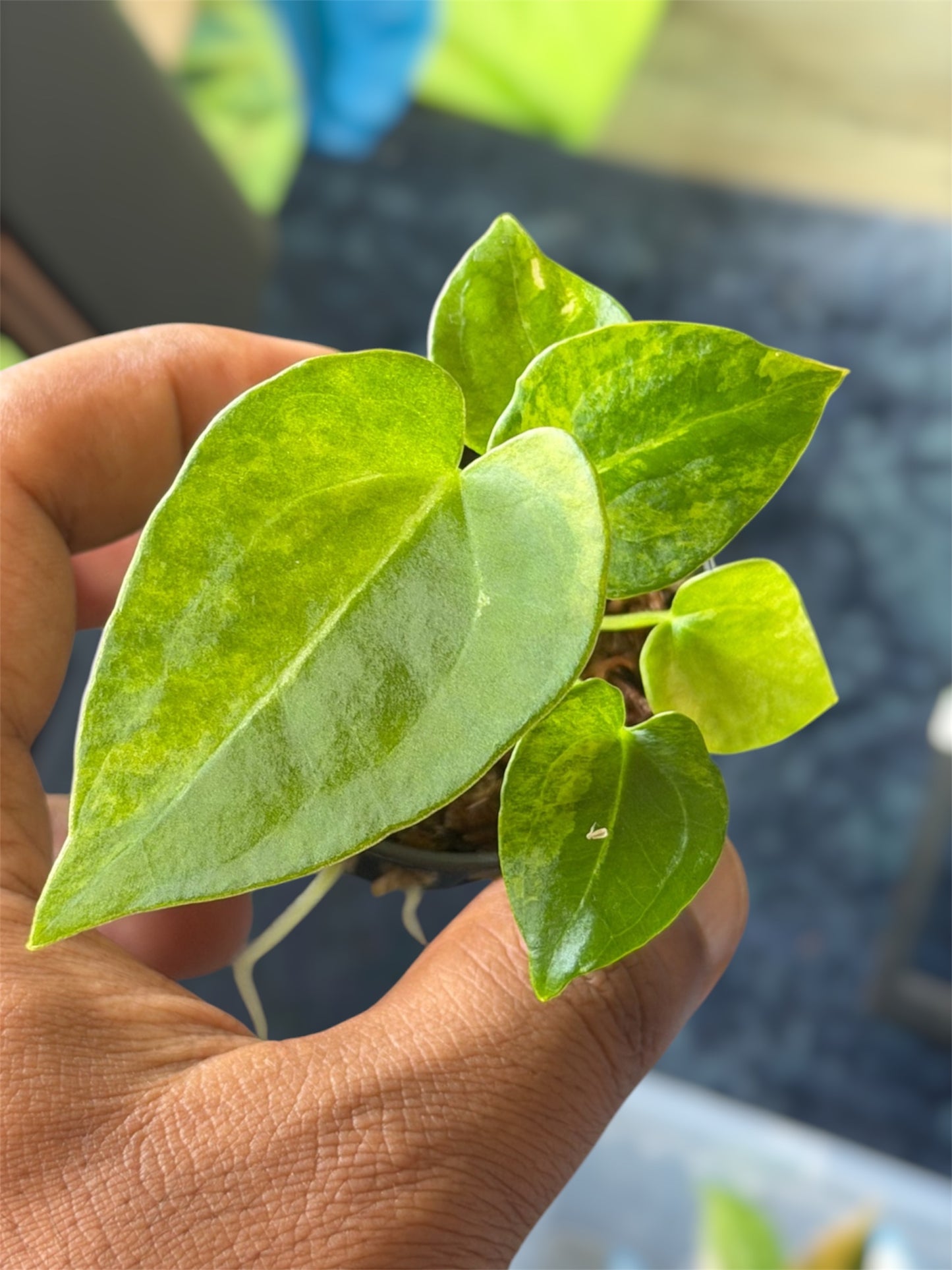 Anthurium Forgetii Var x Carlablackiae