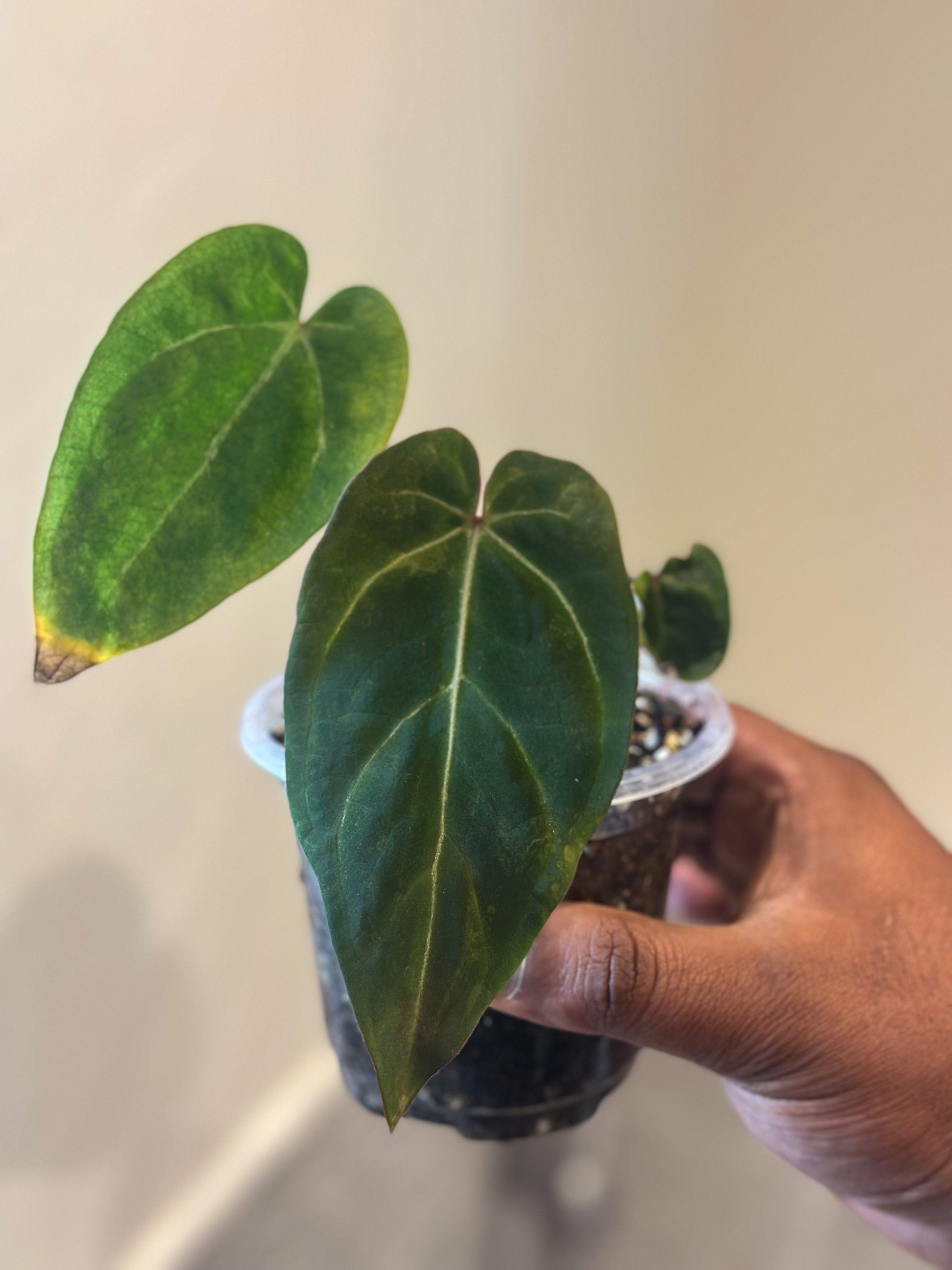 Anthurium black velvet