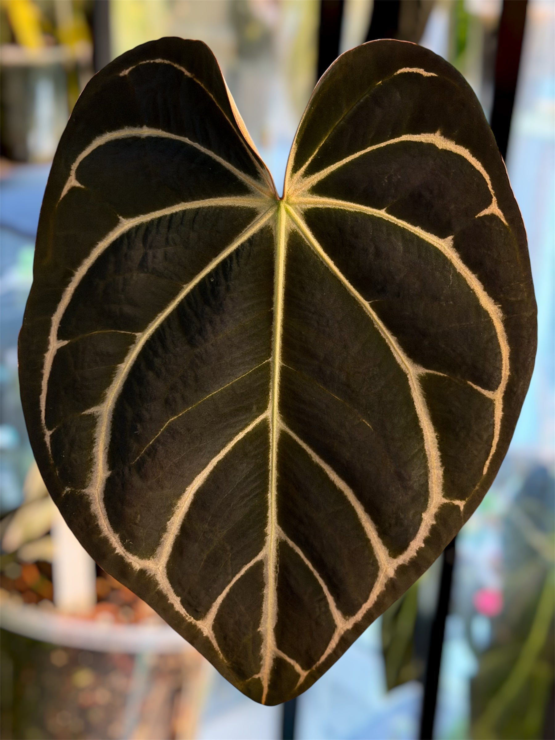【週末セール】Anthurium \"Rom's Black\" seedling① Seed Grown Anthurium Black Sweet X Fort Sherman Starter Plant (ALL