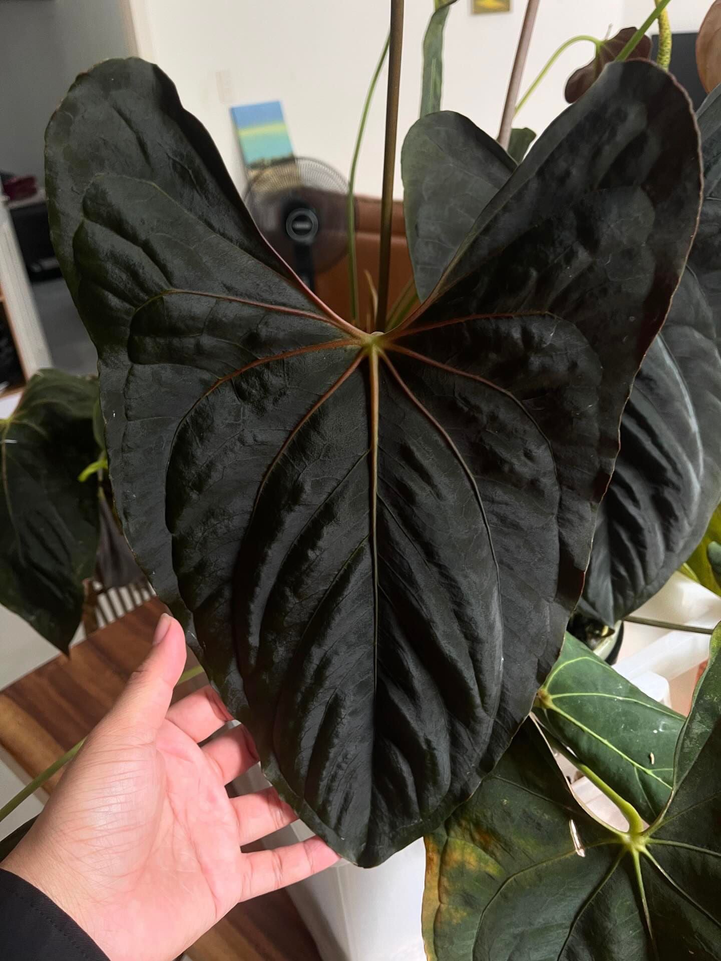 Anthurium RLFS Menace Black x Ralph Lynam