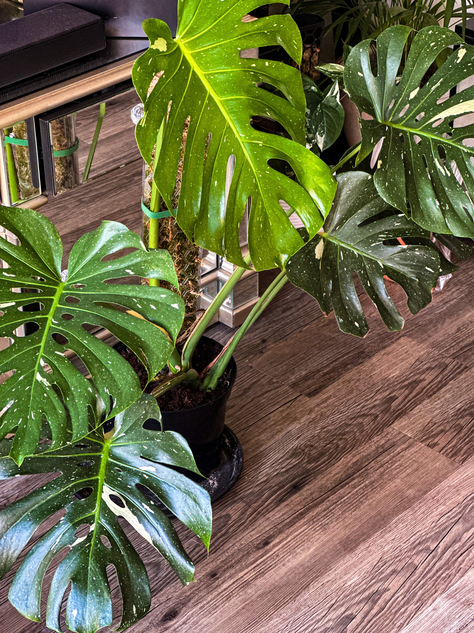 monstera plant price philippines Thai Constellation Monstera Deliciosa – HappiestPlants