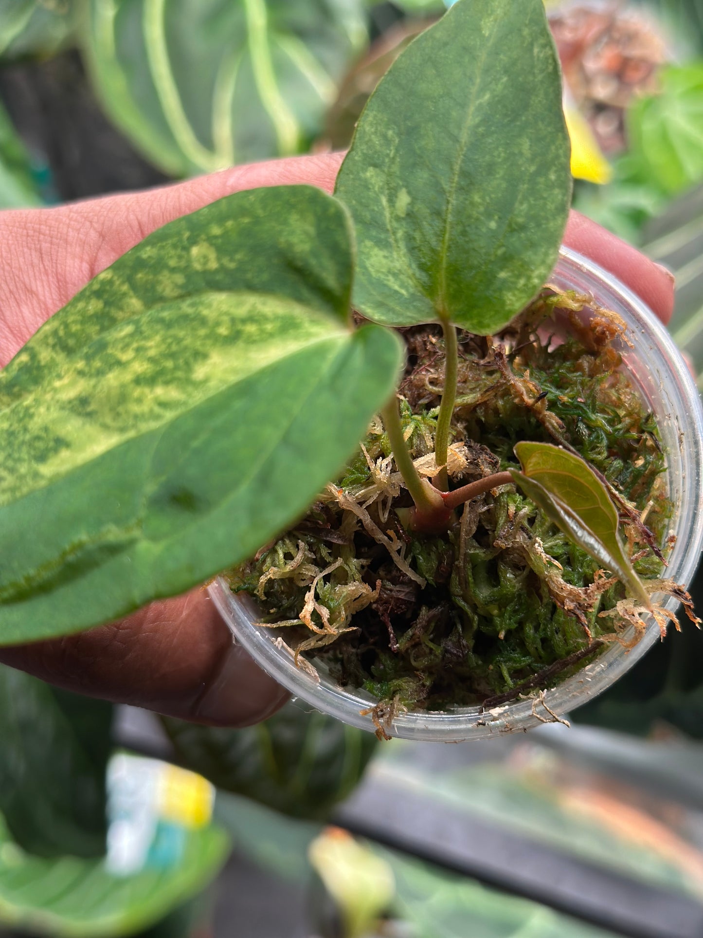 Papillilaminum Var x Guna Yala