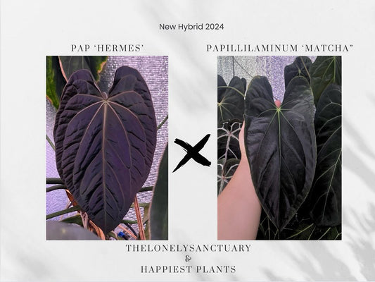 Anthurium Papillilaminum Hermes x Papillilaminum Matcha