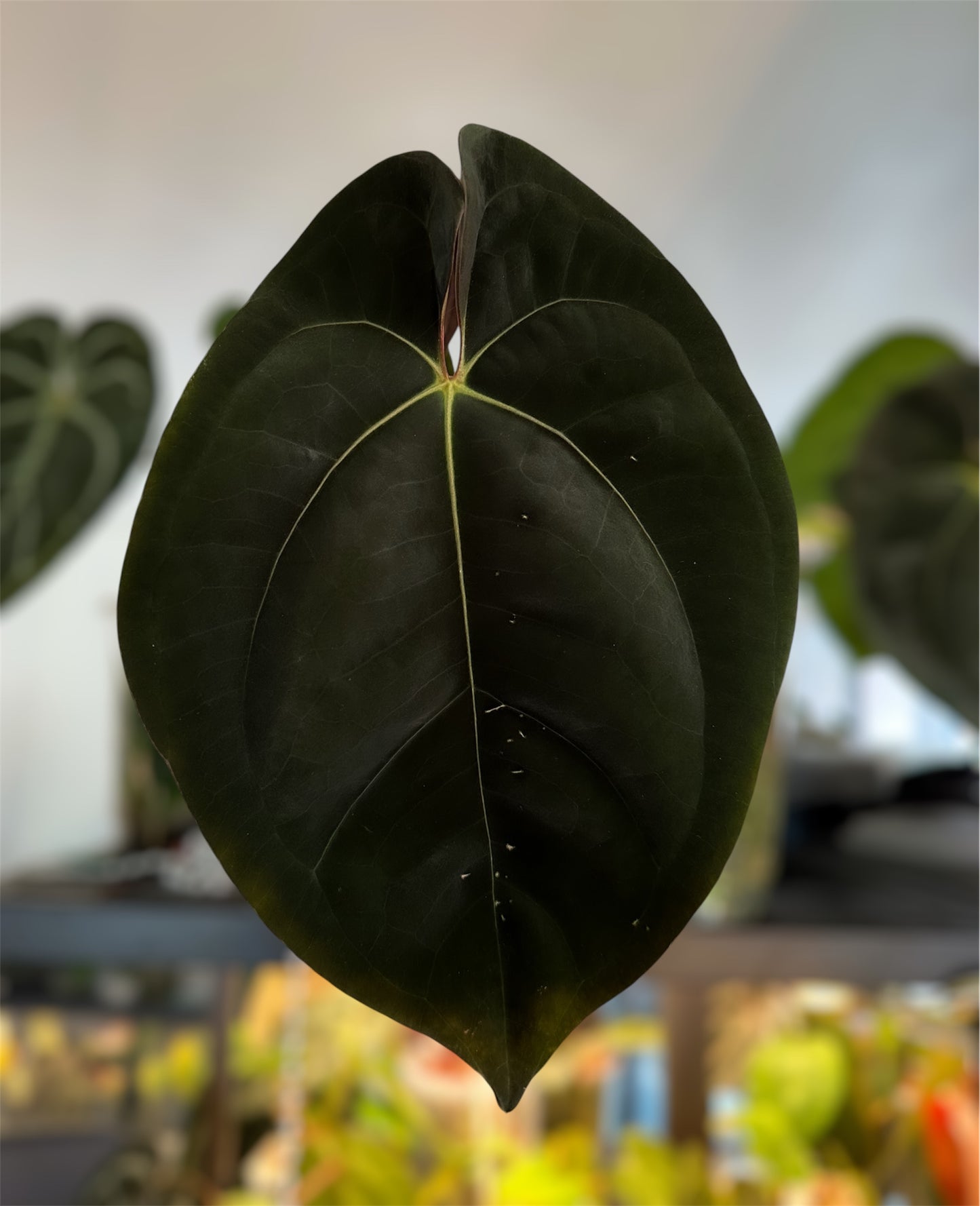 Anthurium (AOS x Dressleri) x (Carla x BVEP)