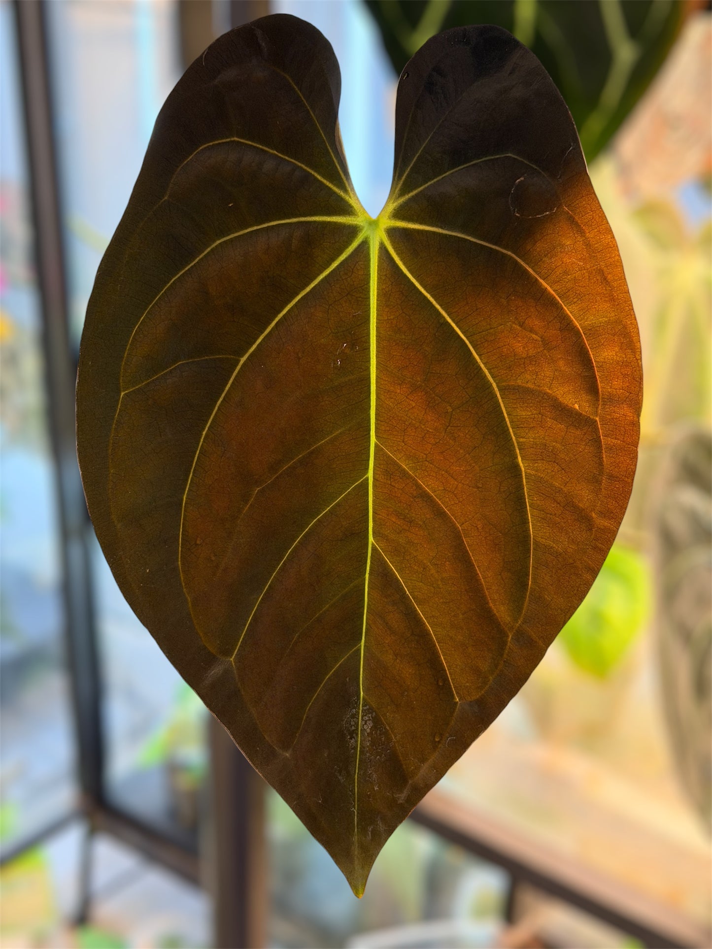 Anthurium (Guna Yala x Carlablackiae) x Carlablackiae RA10 S1