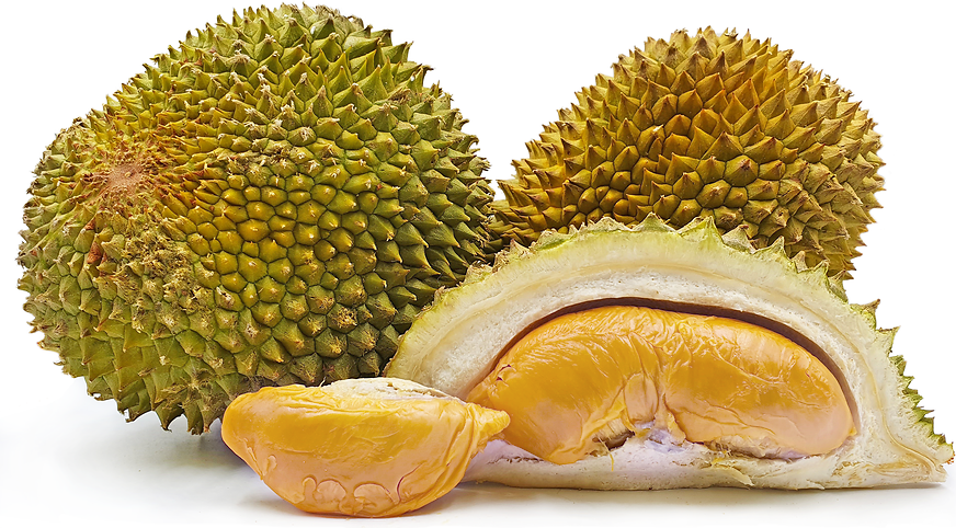 Durian Live Plants