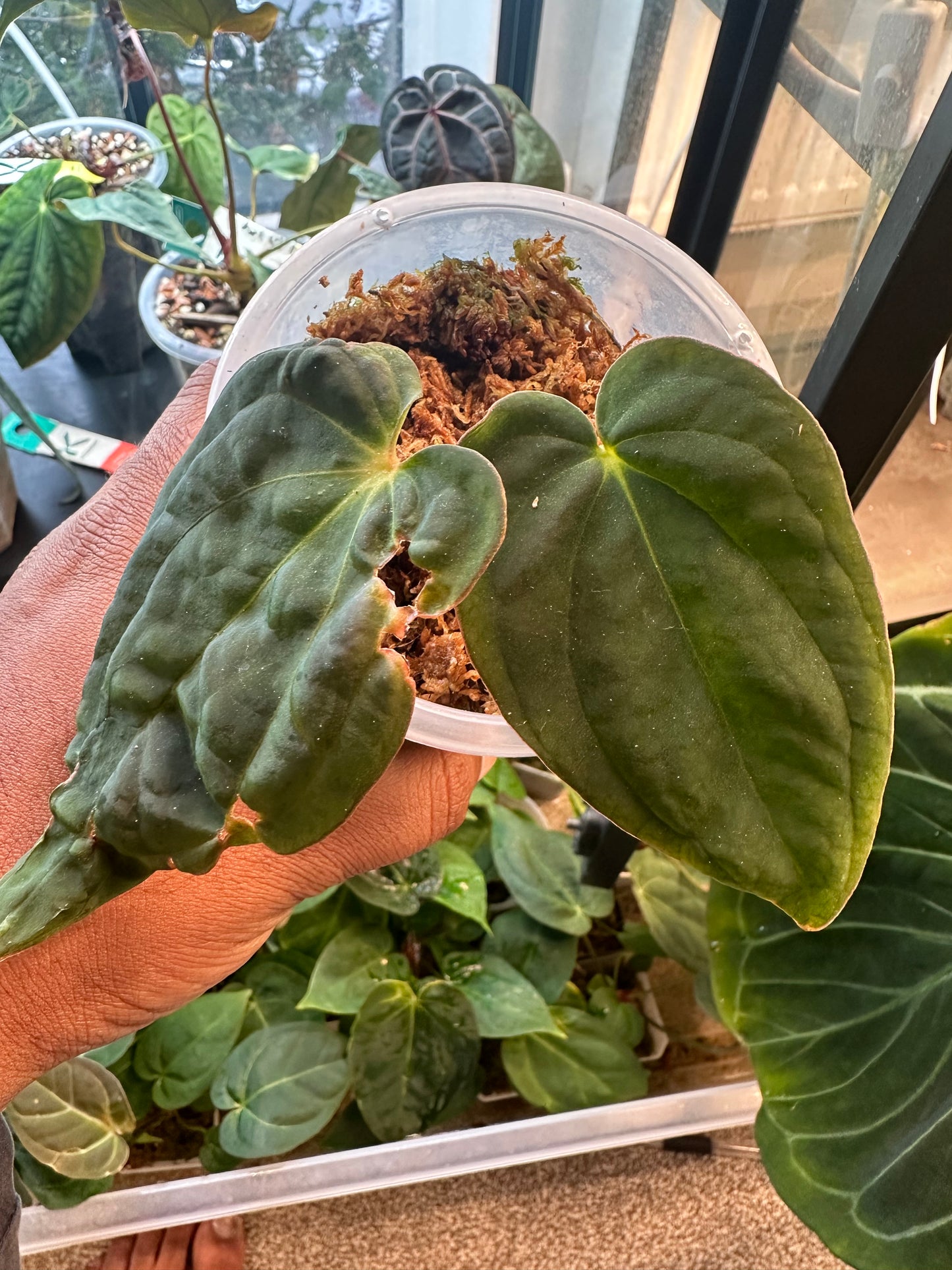 Custom Order - Charlotte