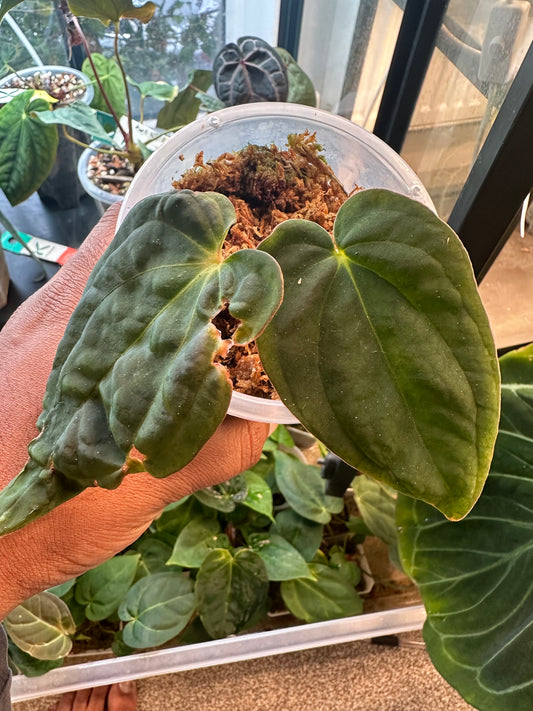 Custom Order - Charlotte