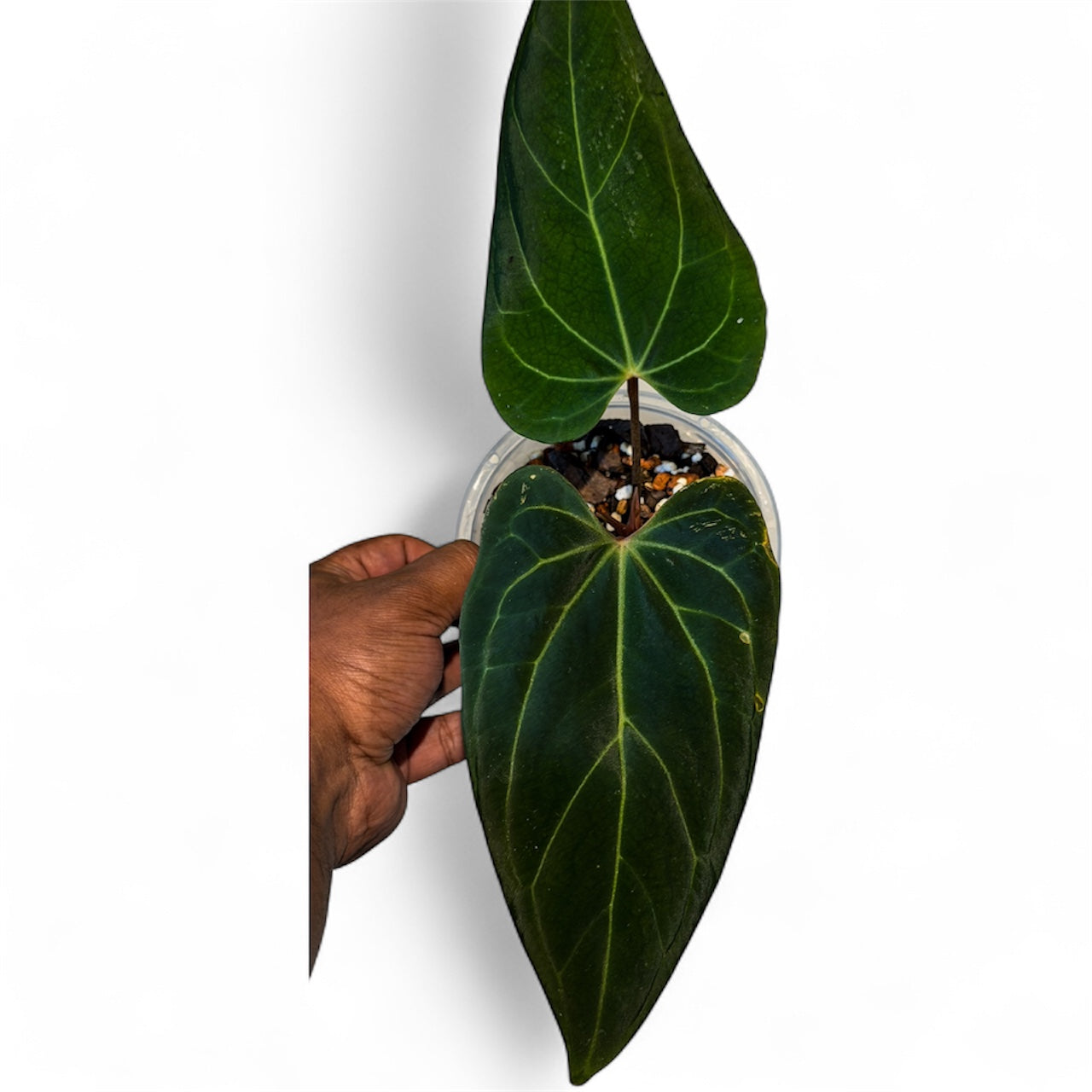 Anthurium Portillae Dorito x Besseae aff (by Rory Antolak)