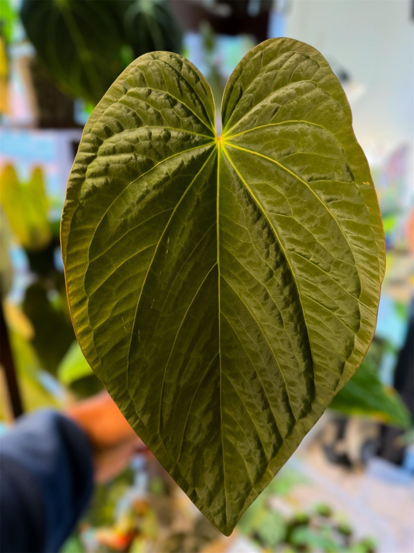 Anthurium Kunayalense x BVEP RA1 - Holdback 2