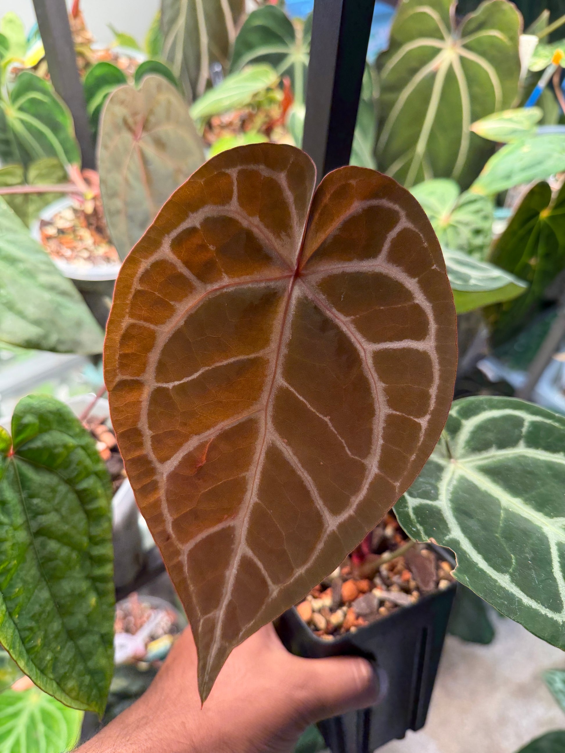 anthurium in randalls Anthurium Red Crystal (Indo) × SKG Pink Lemonade – HappiestPlants