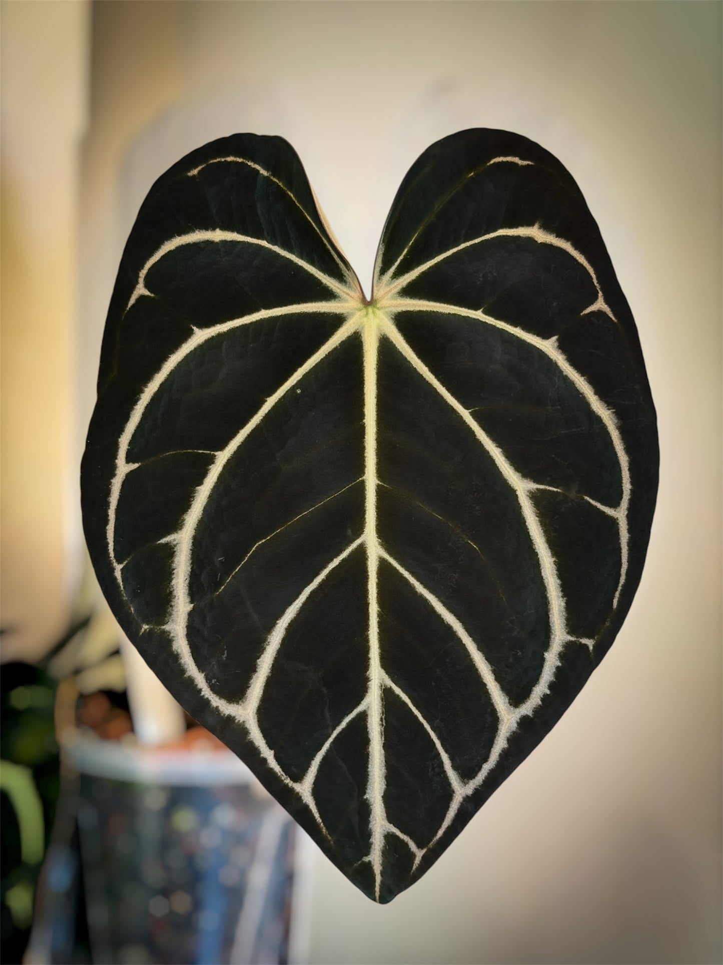 Anthurium Carlablackiae OG4 (S2)